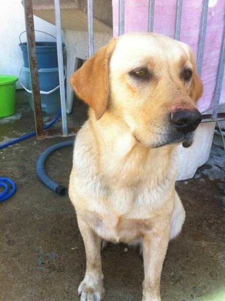 Procura-se cachorra Mel