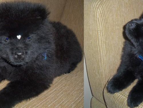 Procura-se Chow Chow
