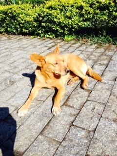 Animal encontrado no bairro Cruzeiro Do Sul