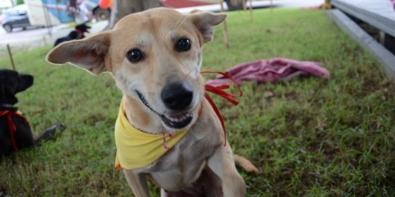 Mutirão de castração de animais acontece no dia 14 de abril