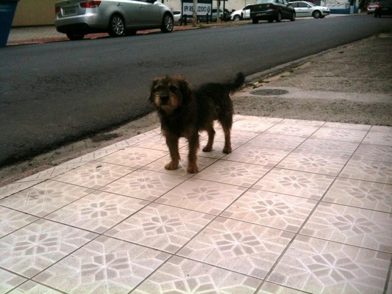 Cachorro perdido em Criciúma