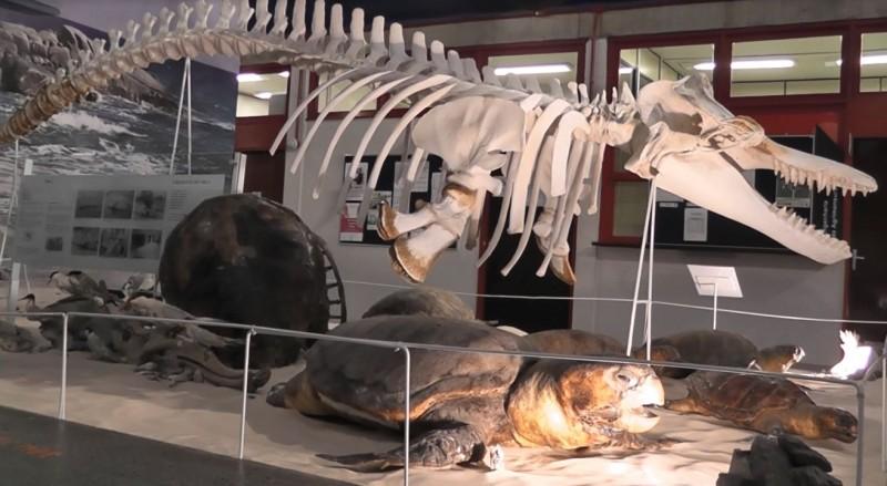  Exposição Ecossistema Marinho é aberta para visitação na Unesc