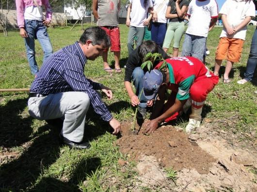Mudas de árvores plantadas no Parque Ecológico de Maracajá