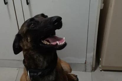 Cadela farejadora localiza drogas enterradas em terreno baldio