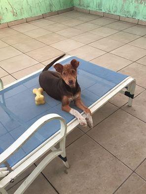 Animal para doação - Belinha