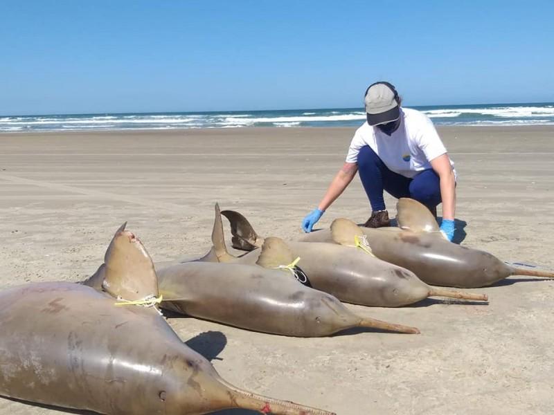 Cinco golfinhos são encontrados mortos em Laguna  