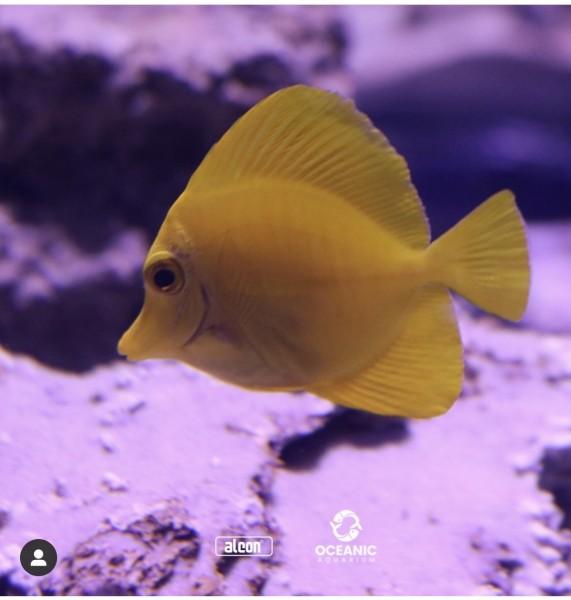 Super matéria no Oceanic Aquarium em Balneário Camboriú 