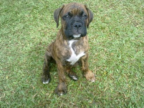 Sumiu meu cachorro