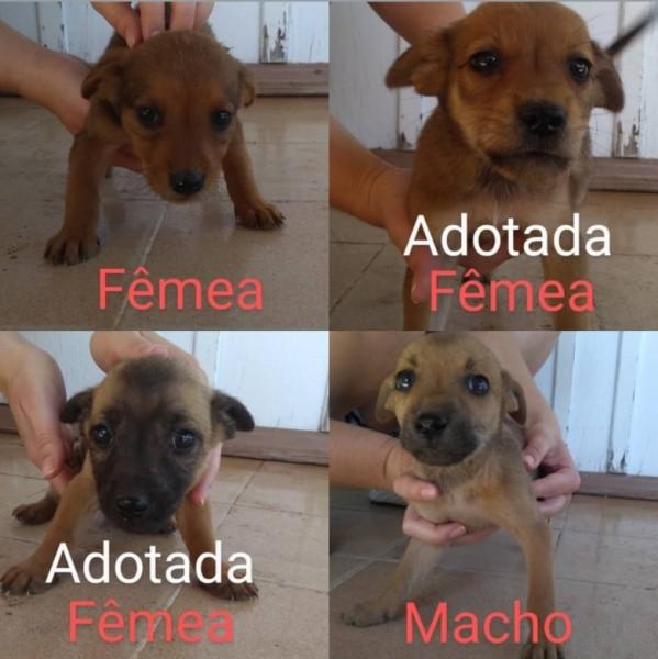 Animal para doação 