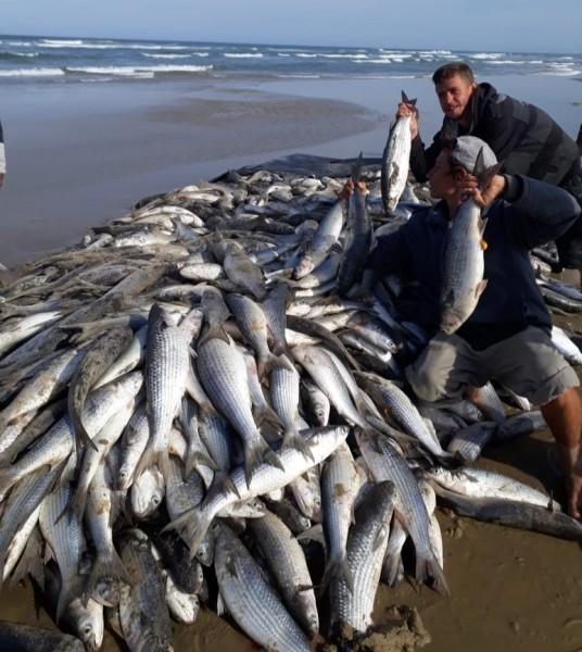 Temporada já registra pesca de aproximadamente 18 toneladas de tainha