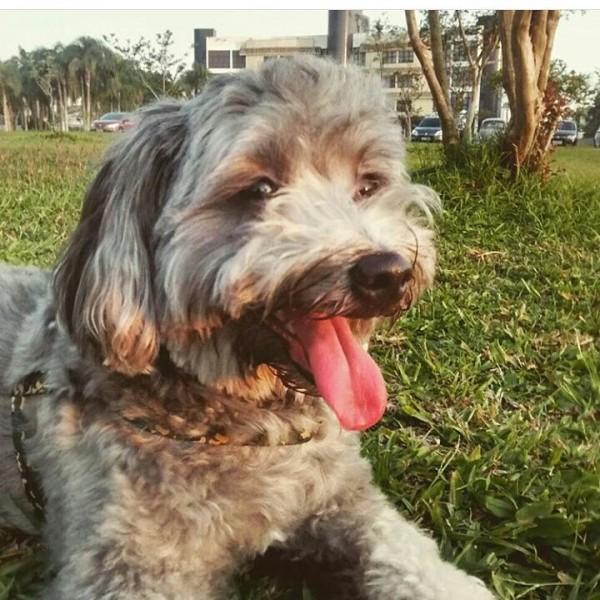 Cães e gatos para adoção em feira no Nações Shopping