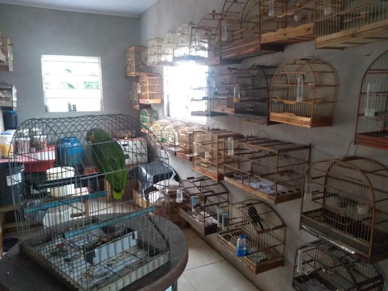 Operação apreende cerca de 80 pássaros silvestres em Criciúma