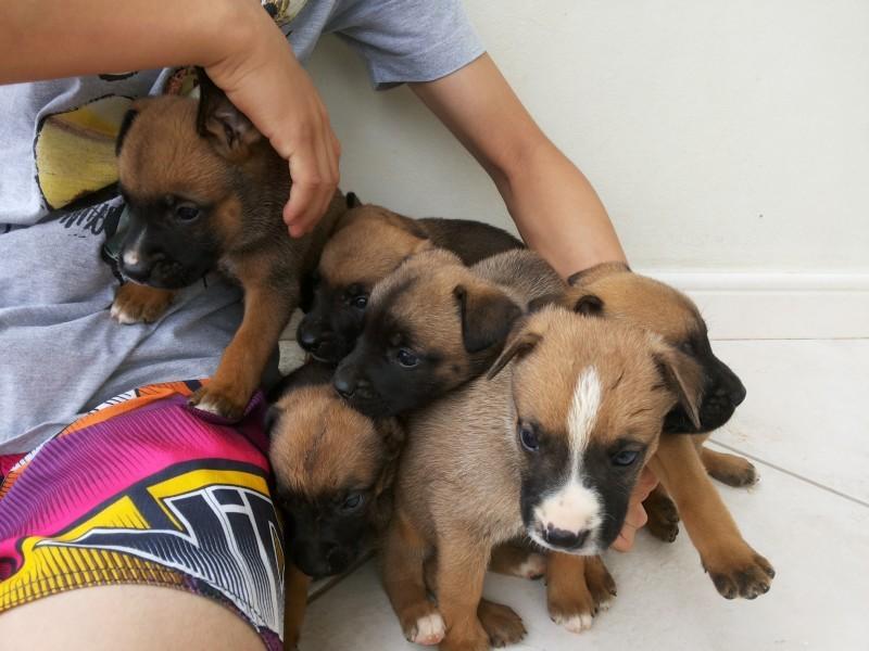 Animal encontrado no bairro Jardim Maristela
