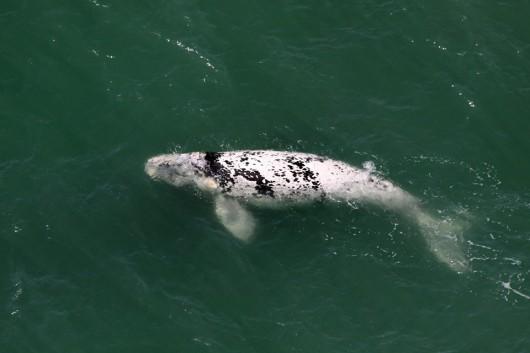 Filhote de baleia franca semi-albino aparece no Litoral de Santa Catarina