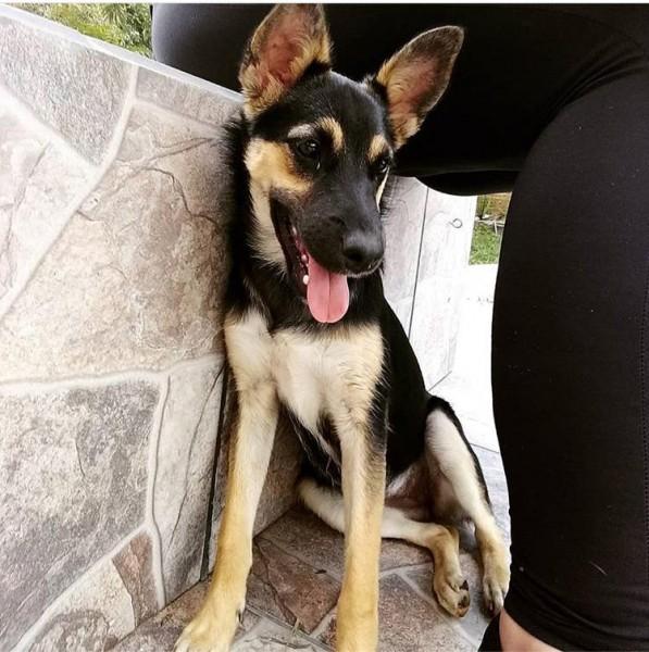 Procura-se o cão Foxy; sumiu em Treviso