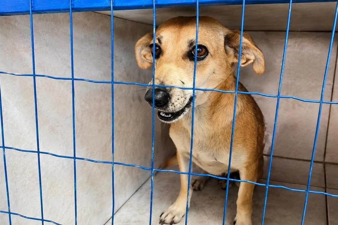 Mutirão de castração entra na reta final com mais de 900 animais atendidos em Içara