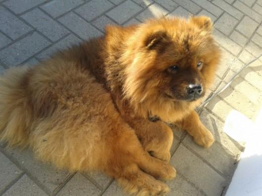 Chow Chow atropelado