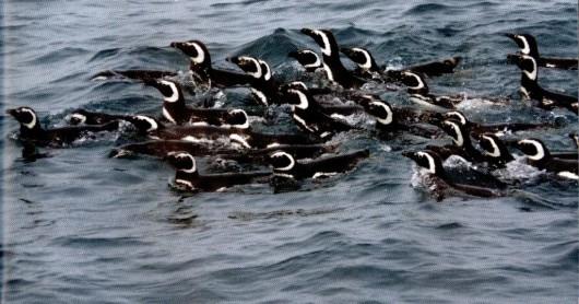 Unesc participa de pesquisas sobre Pinguim-de-magalhães