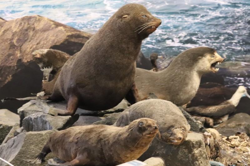 Museu de Zoologia da Unesc: referência em pesquisa, turismo e educação