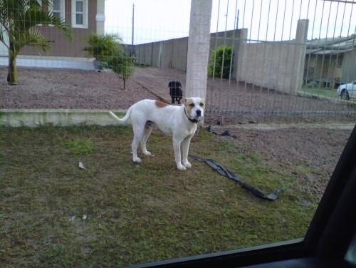Cão pit bull ou com mistura para doação
