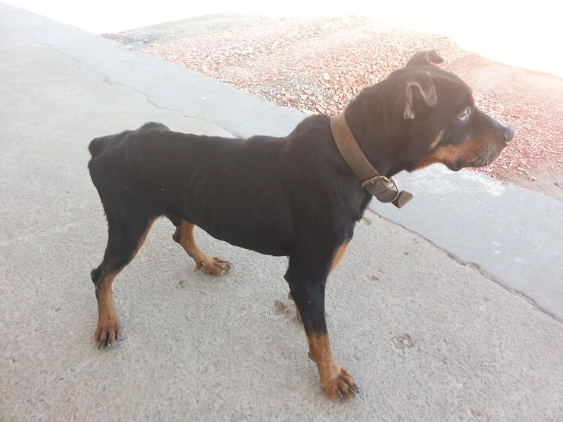 Animal encontrado no bairro São Domingos