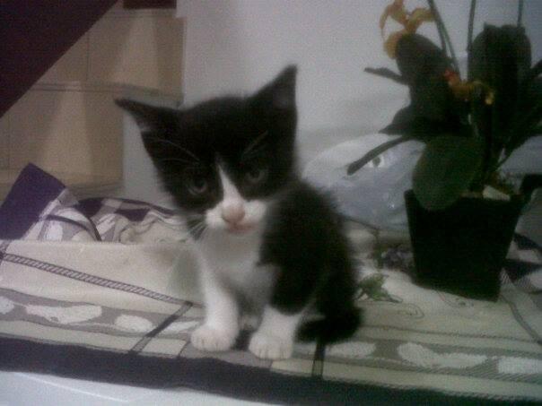 Animal encontrado no bairro Santa Bárbara