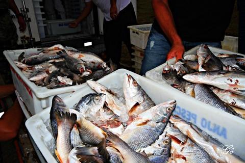 Treze toneladas de peixe ilegal foram apreendidas em Laguna 