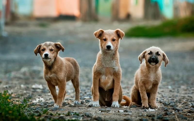 Advogado explica o que muda na lei de crime de maus-tratos aos animais