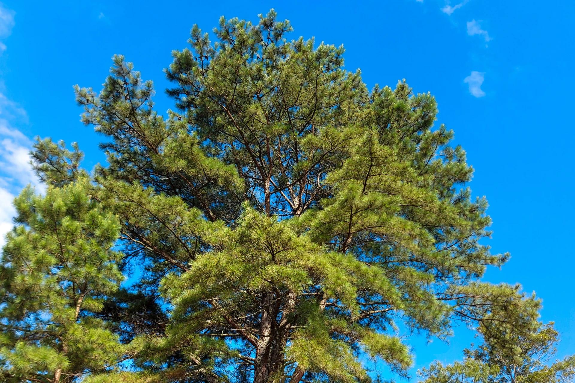 Quarta-feira terá sol entre nuvens no Sul de Santa Catarina
