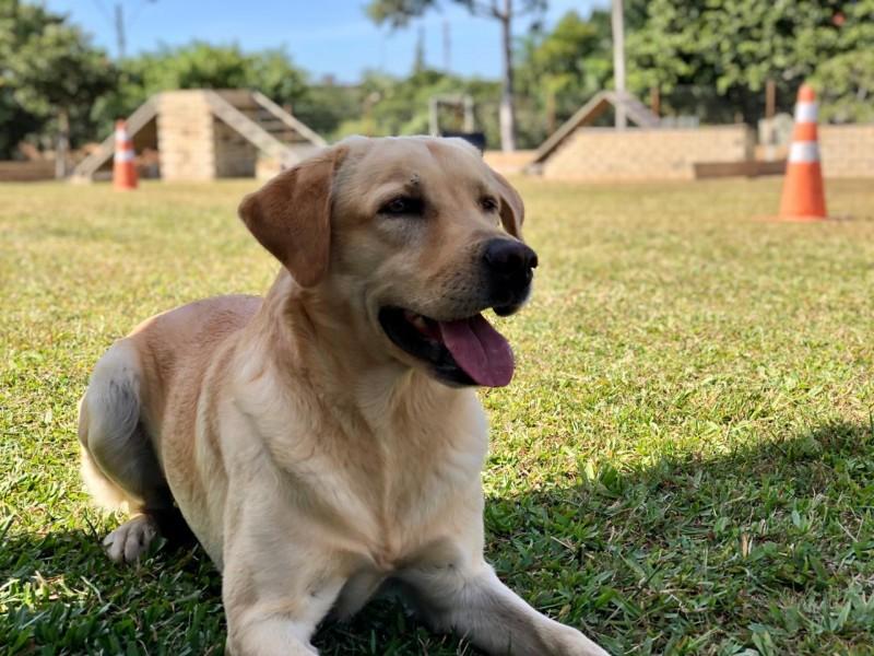 O dia a dia do cão policial do 9º Batalhão de Polícia Militar
