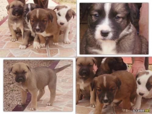 Cachorros pra adoção