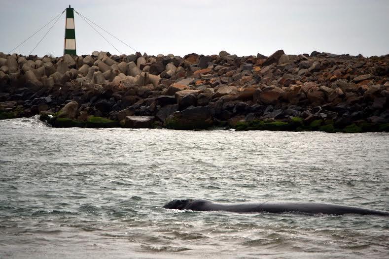 Baleia franca entra com filhote no Canal da Barra, em Laguna