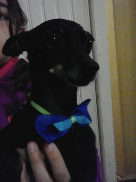 Animal encontrado no bairro Vila Manaus 