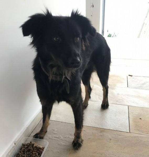 Animal encontrado no bairro Pio Correa