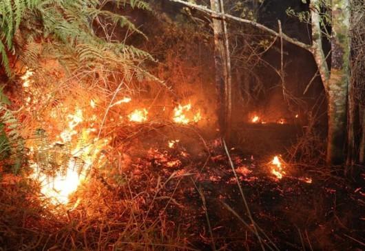 Fogo destrói área rural na localidade de Sesmaria, em Orleans