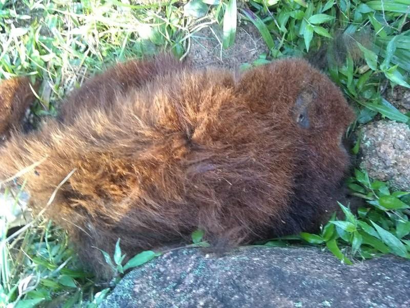 Autoridades da Saúde em alerta após morte de macaco no Sul