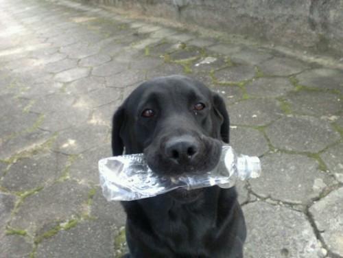 Labrador preto fujão!