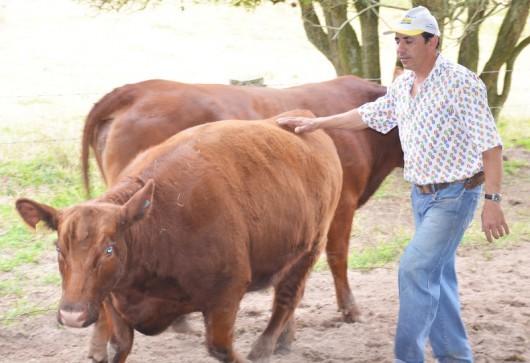 Criador de gado britânico será uma das atrações da AgroPonte