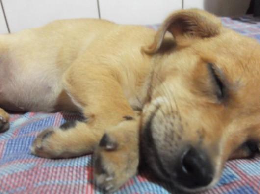 Quem envenena animais pode pegar até três anos de reclusão