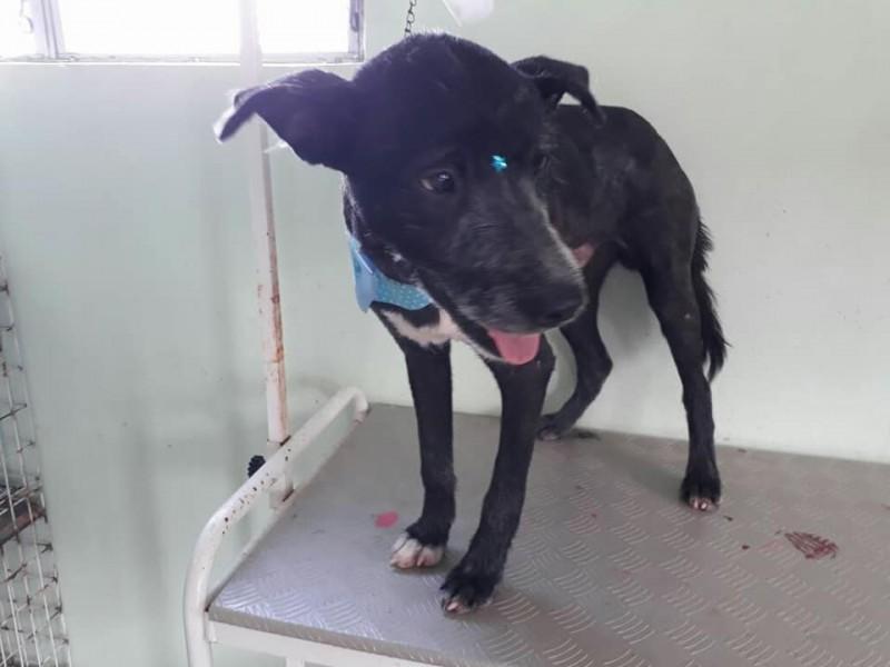 Animal para doação - Apollo