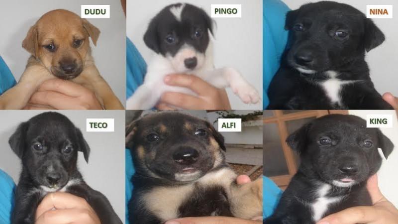 Filhotes para adoção