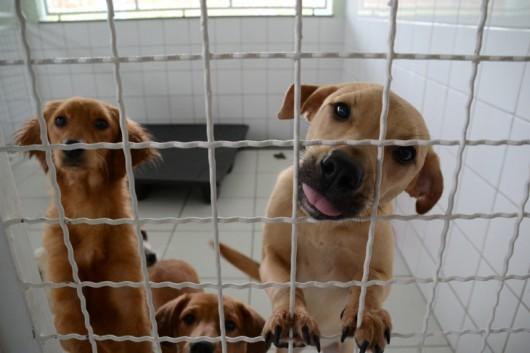Centro de Zoonoses realiza a primeira Feira de Adoção