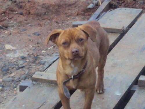 Cão desconhecido apareceu no bairro Floresta II 