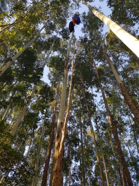 Piloto de parapente é socorrido após cair e ficar preso em uma árvore 