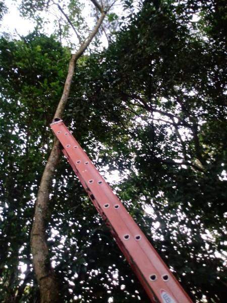 Gato preso em árvore é resgatado pelos Bombeiros Voluntários de Jaguaruna 
