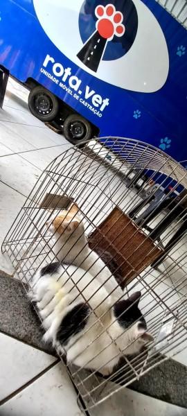 Siderópolis terá mais uma ação de castração de cães e gatos no entorno de área protegida