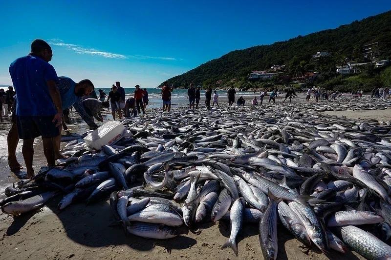 Após pressão do setor pesqueiro, governo amplia cota da tainha e reabre pesca em SC