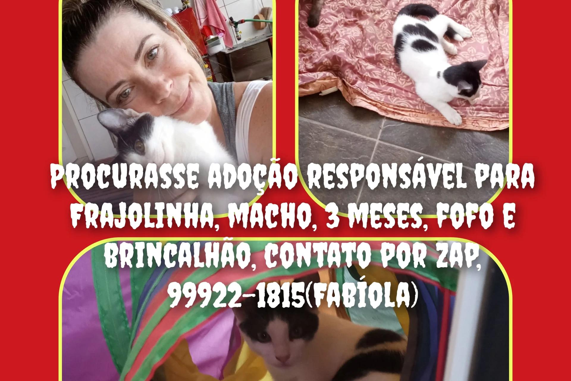 Animal para adoção - Frajolinha (nome Temporário)