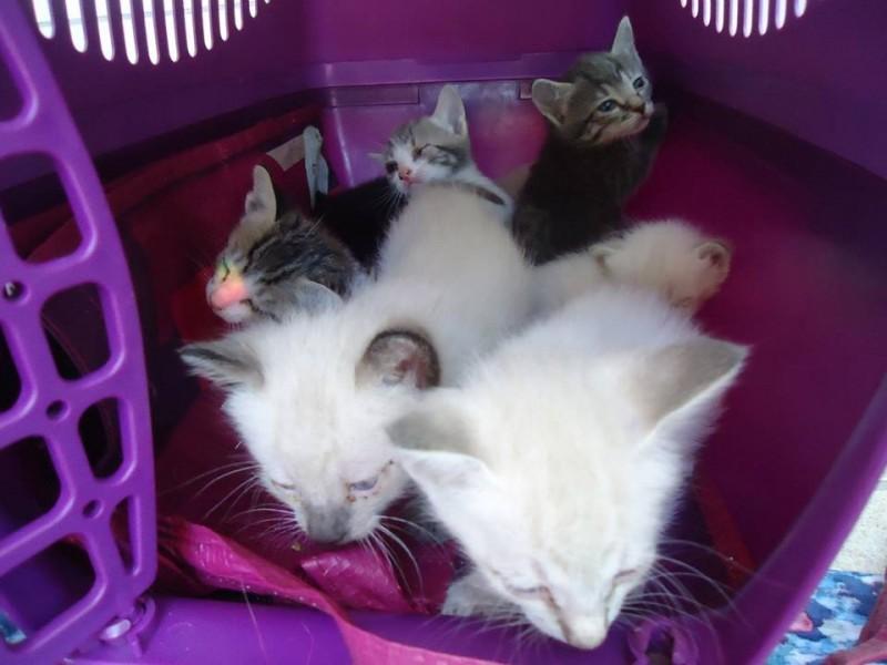 Gatos para adoção