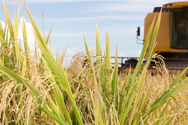 Governo define critérios para cota de importação de arroz